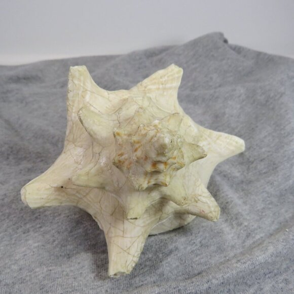 Conch Sea Shell REAL professionally sliced 4" long 5" wide  nice pink inside - Picture 5 of 7